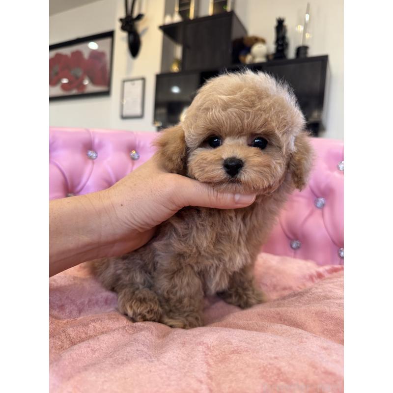 成約済の茨城県のタイニープードル-437602の1枚目