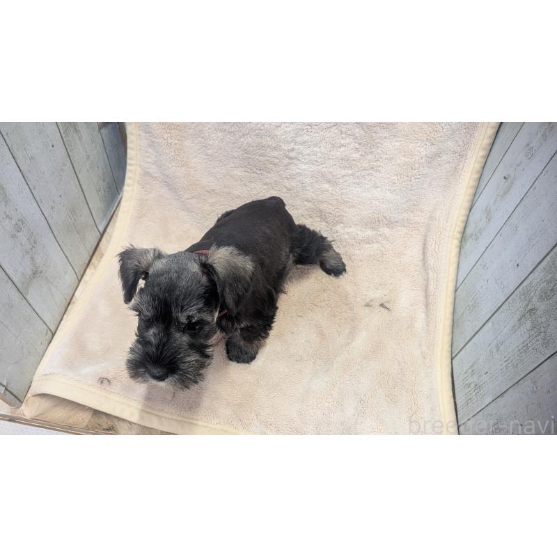 販売中の熊本県のミニチュアシュナウザー-430940の8枚目