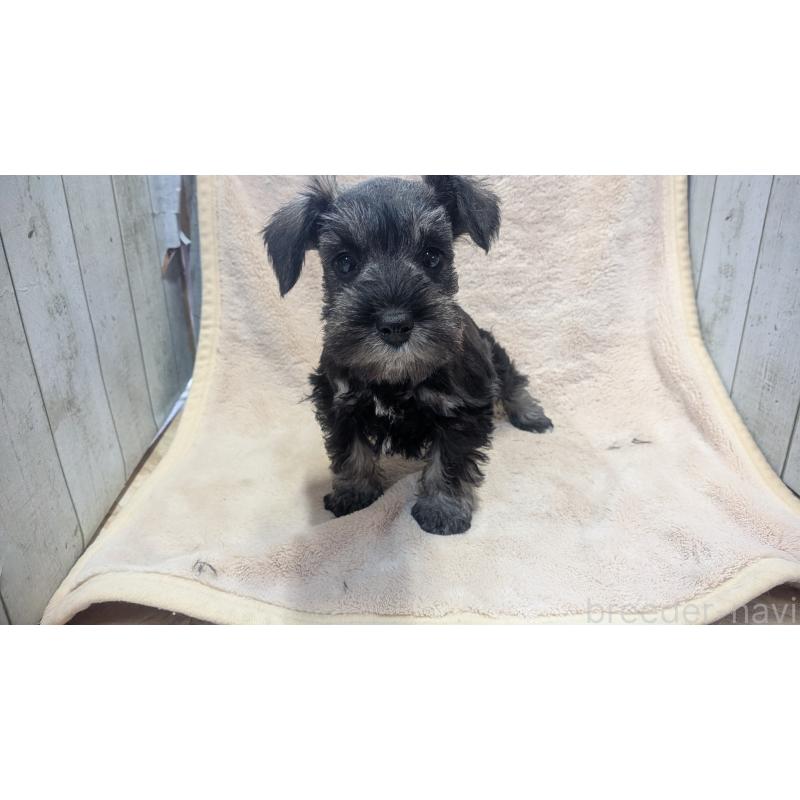 販売中の熊本県のミニチュアシュナウザー-430940の6枚目