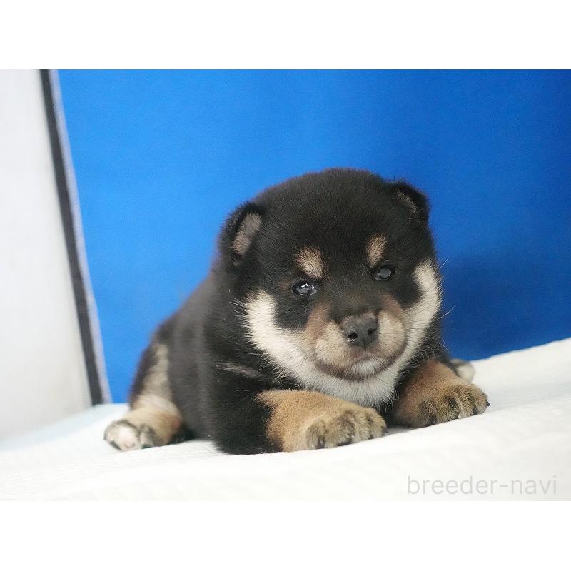 販売中の愛知県の柴犬-437605の8枚目