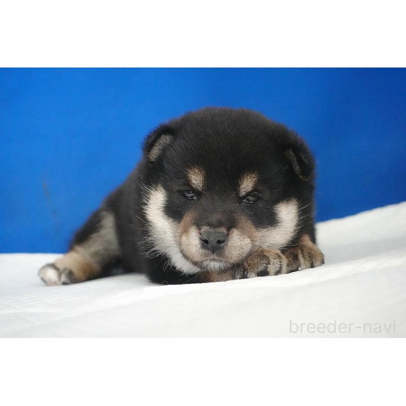 販売中の愛知県の柴犬-437605の7枚目