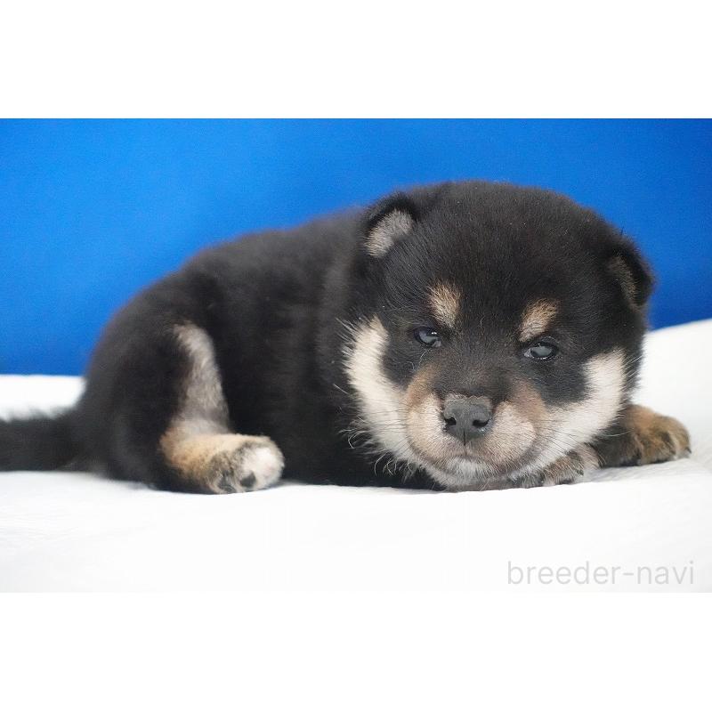 販売中の愛知県の柴犬-437605の6枚目