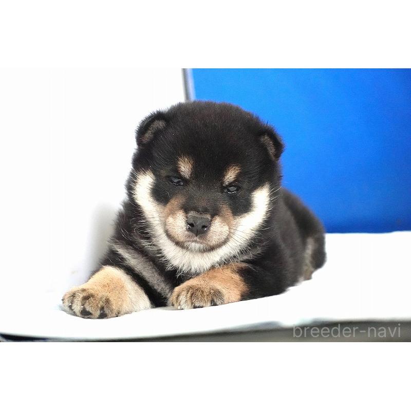 販売中の愛知県の柴犬-437605の5枚目