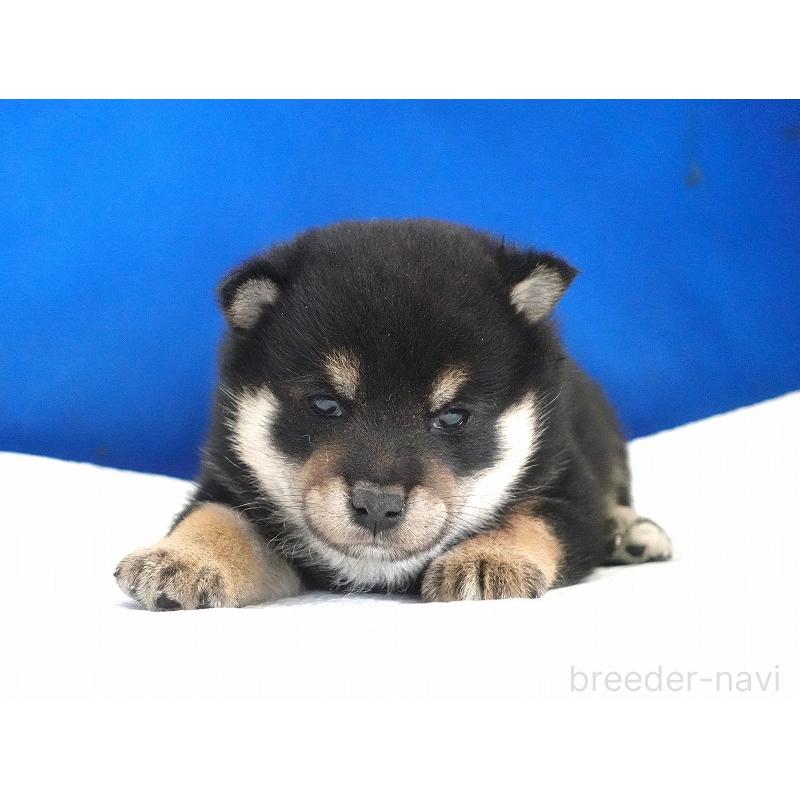 販売中の愛知県の柴犬-437605の4枚目