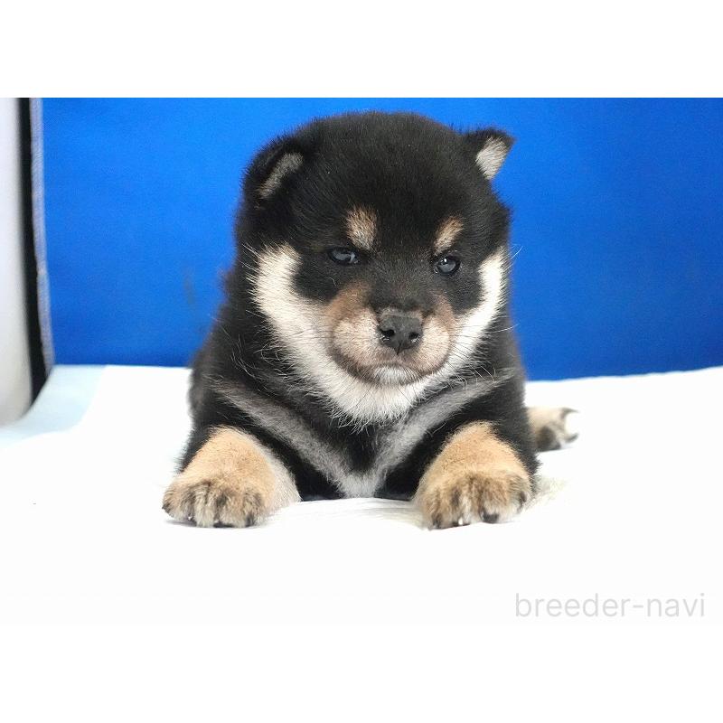 販売中の愛知県の柴犬-437605の3枚目