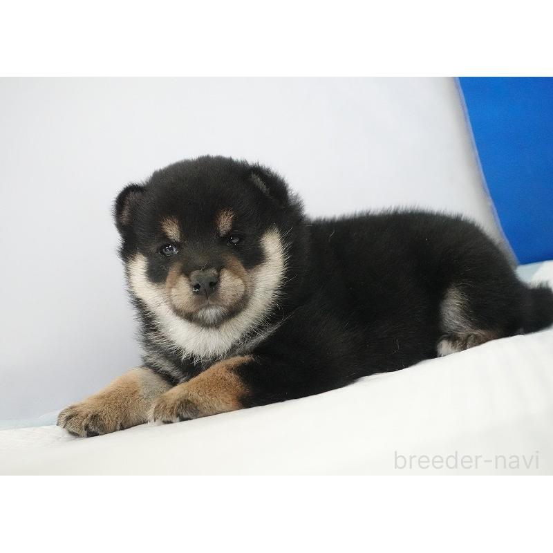 販売中の愛知県の柴犬-437605の2枚目