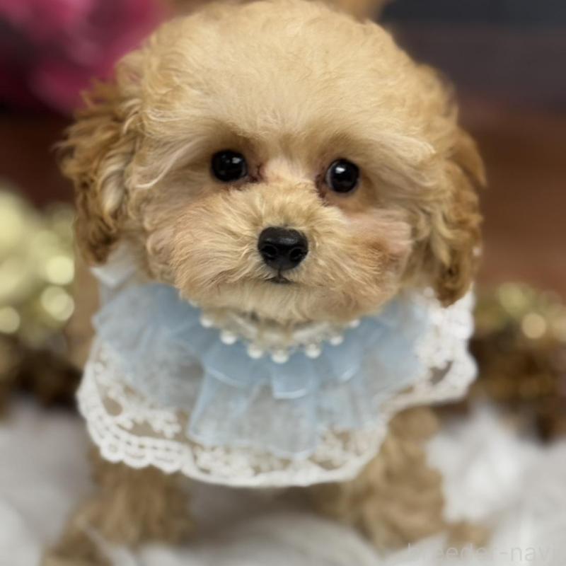 販売中の広島県のトイプードル-422708