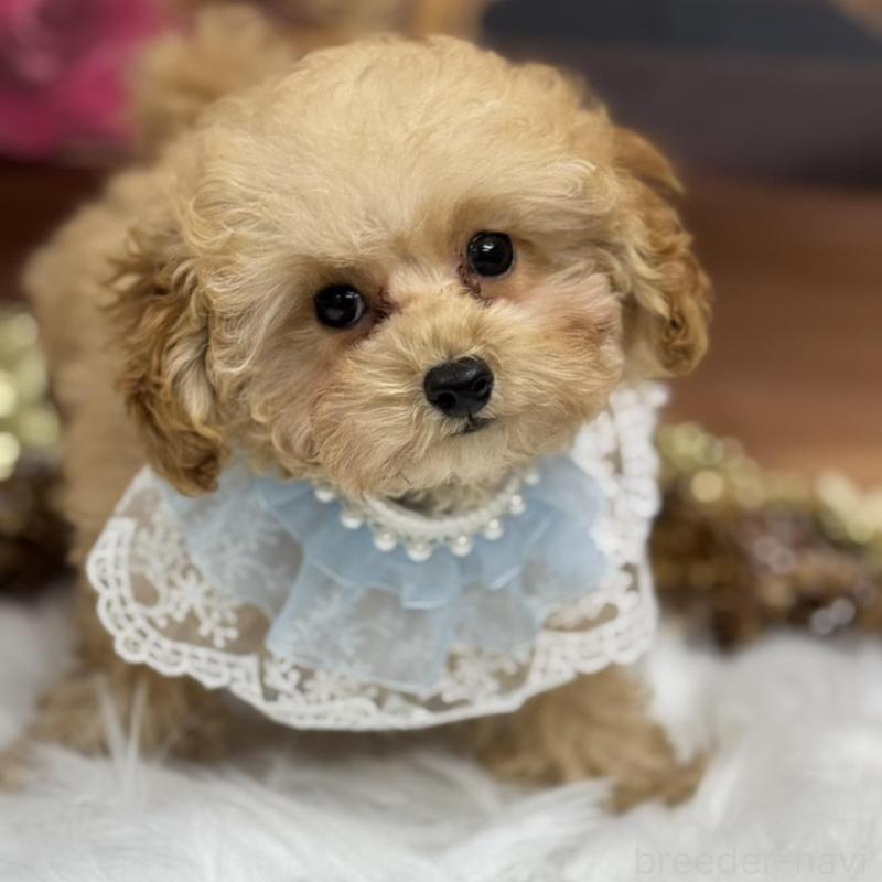 販売中の広島県のトイプードル-422708の5枚目