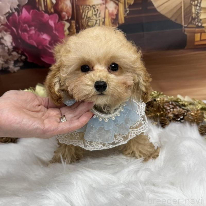 販売中の広島県のトイプードル-422708の4枚目