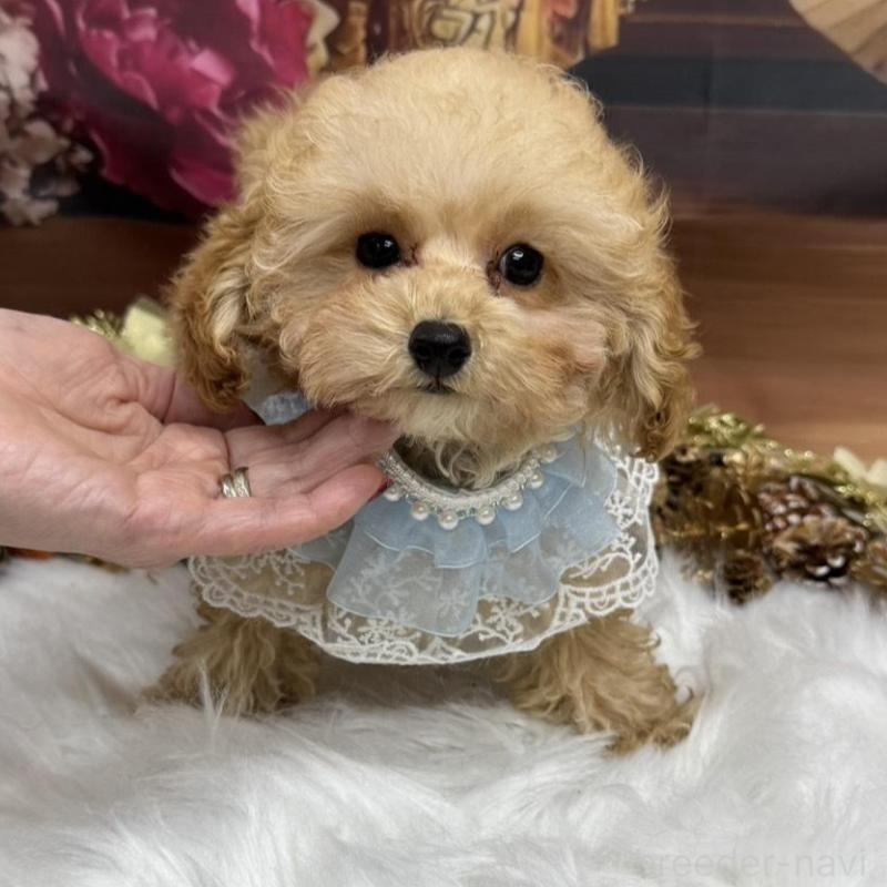 販売中の広島県のトイプードル-422708の3枚目