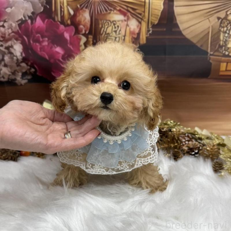 販売中の広島県のトイプードル-422708の2枚目