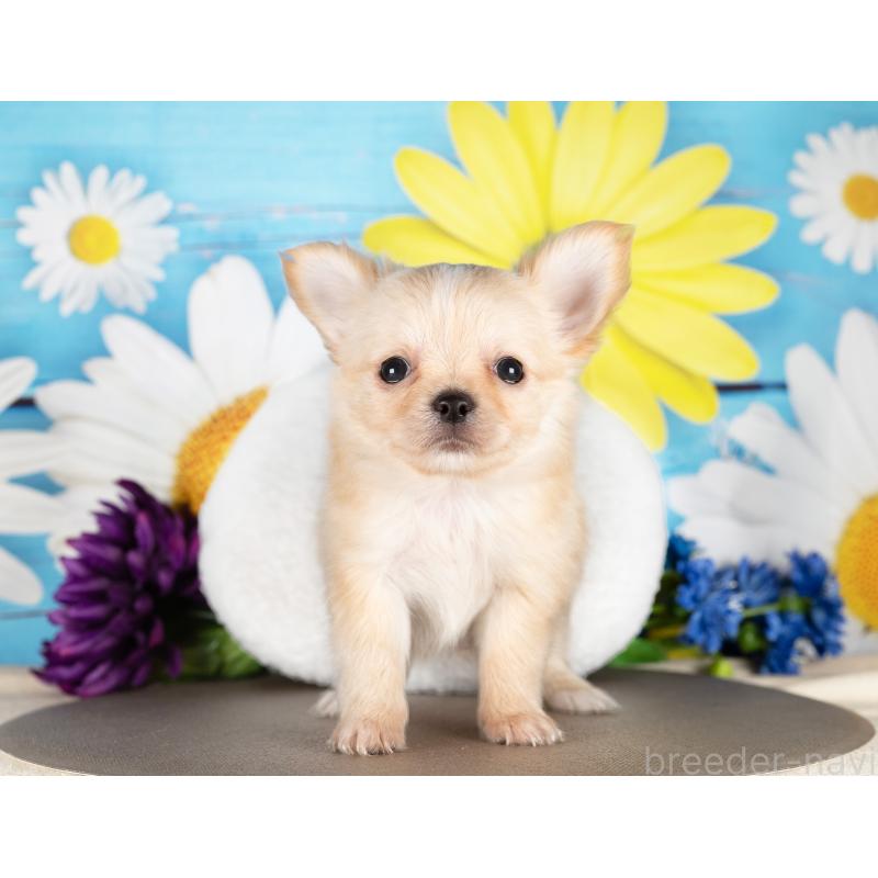 販売中の愛知県のチワワ(ロングコート)-437608の5枚目