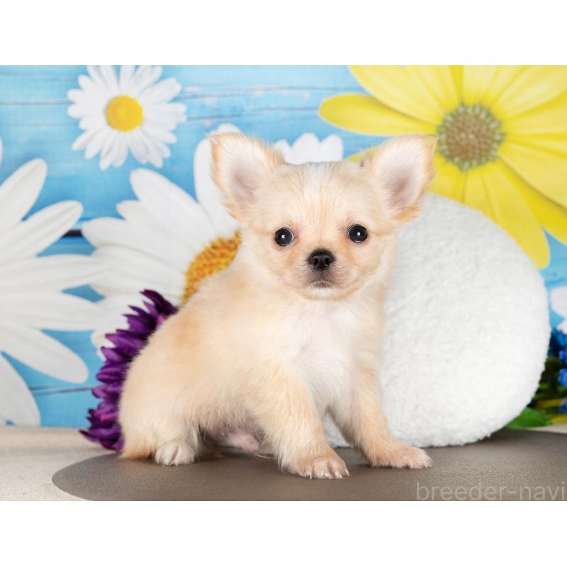 販売中の愛知県のチワワ(ロングコート)-437608の4枚目