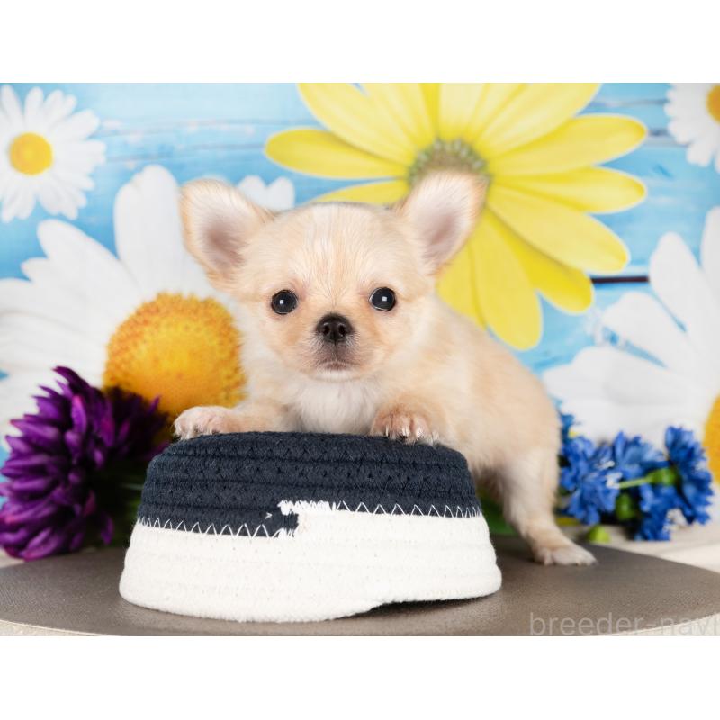 販売中の愛知県のチワワ(ロングコート)-437608の3枚目