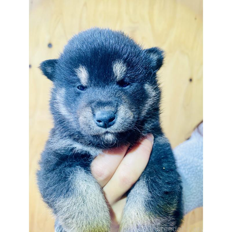 販売中の静岡県の豆柴-437607の3枚目