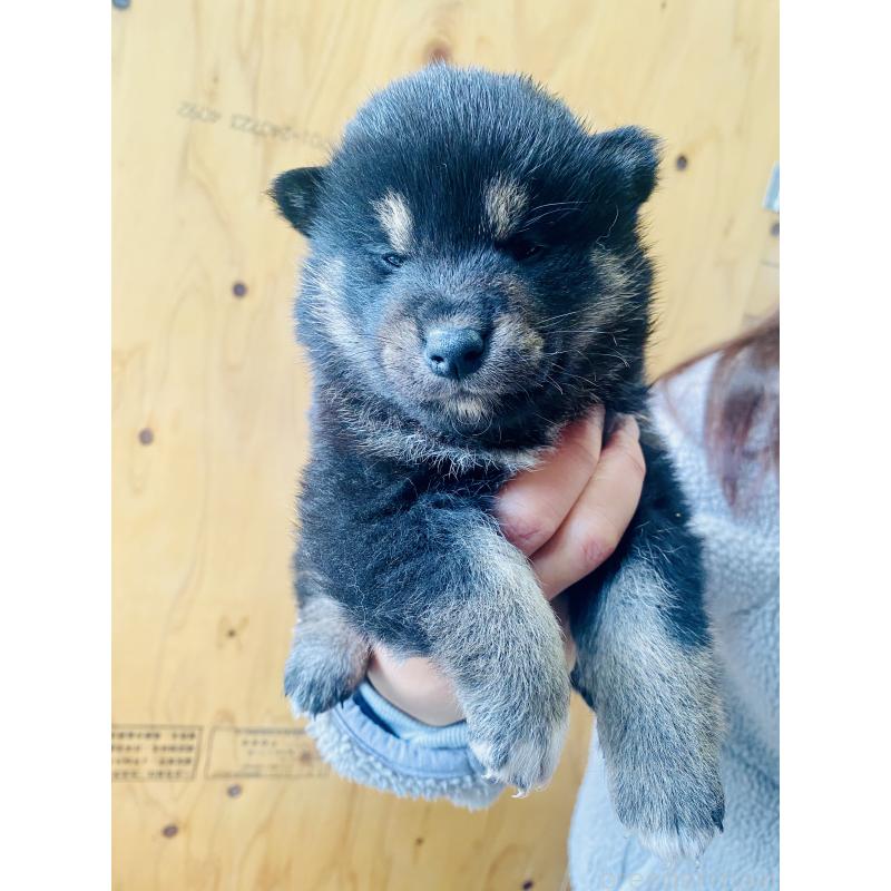 販売中の静岡県の豆柴-437607の2枚目