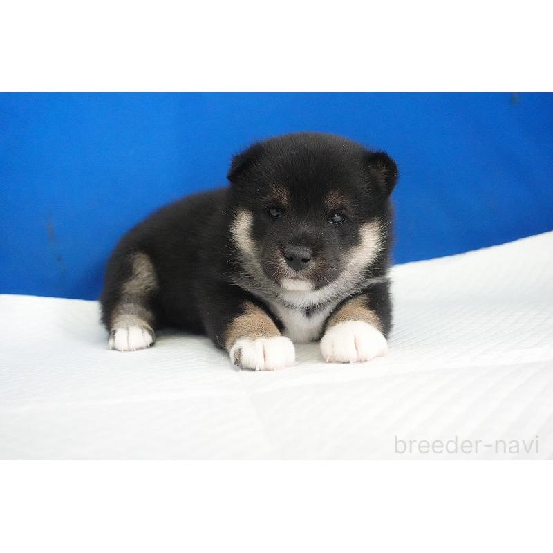 販売中の愛知県の柴犬-437609の8枚目