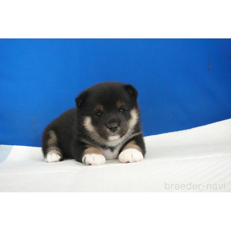 販売中の愛知県の柴犬-437609の9枚目