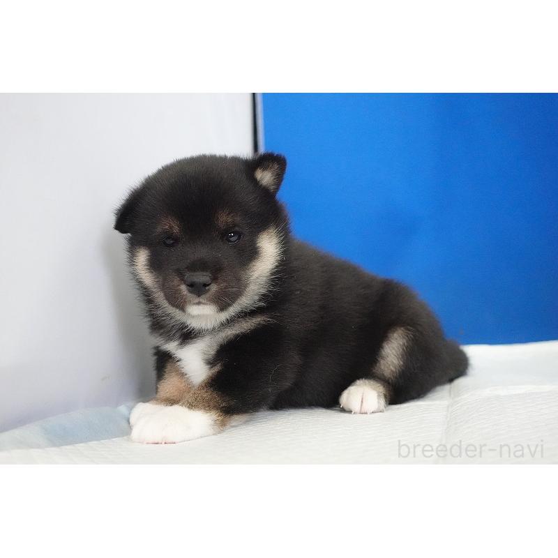 販売中の愛知県の柴犬-437609の7枚目