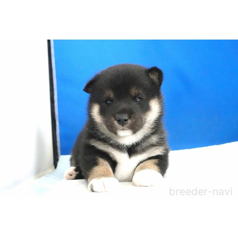 販売中の愛知県の柴犬-437609の6枚目