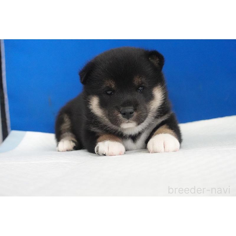 販売中の愛知県の柴犬-437609の5枚目