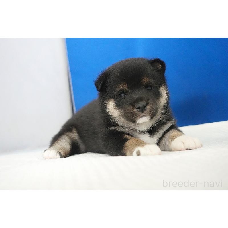 販売中の愛知県の柴犬-437609の4枚目