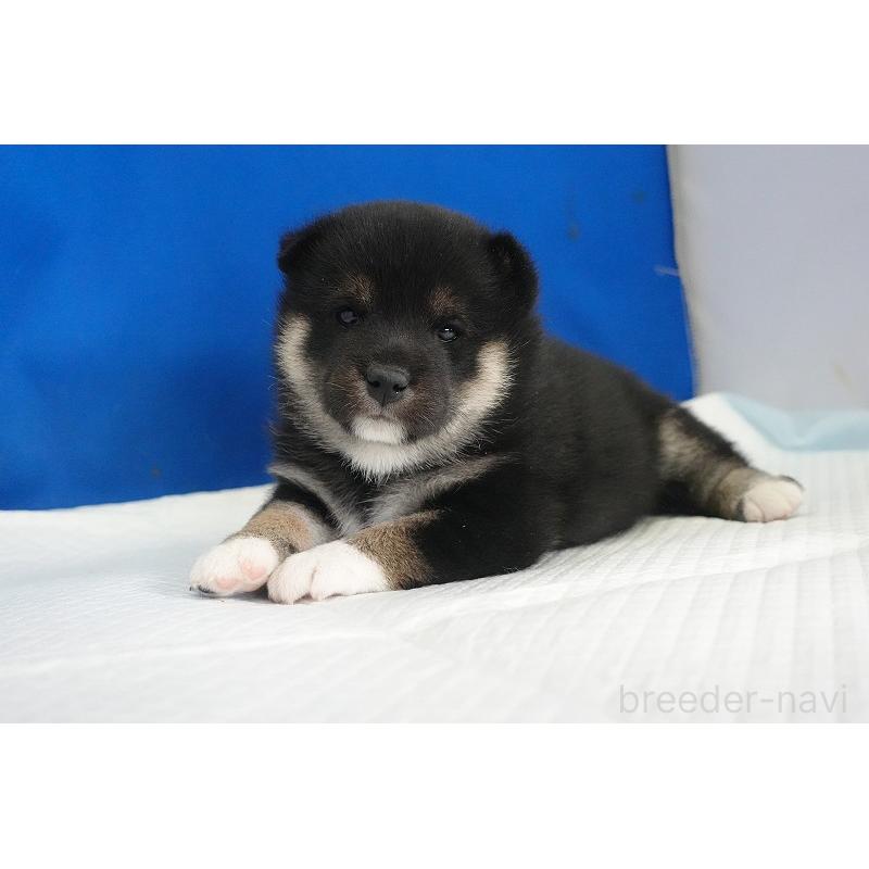 販売中の愛知県の柴犬-437609の2枚目