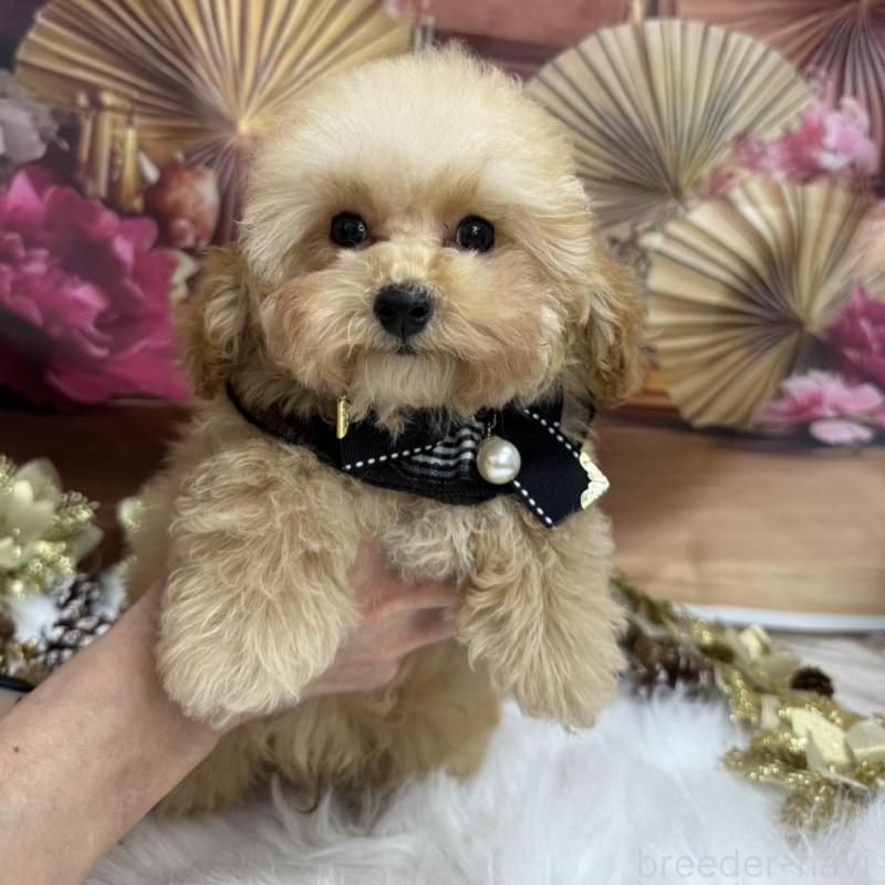 販売中の広島県のタイニープードル-422439の4枚目