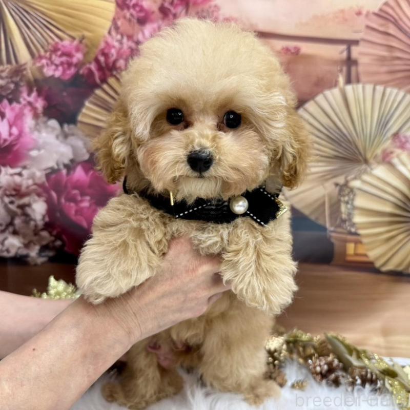 販売中の広島県のタイニープードル-422439の3枚目