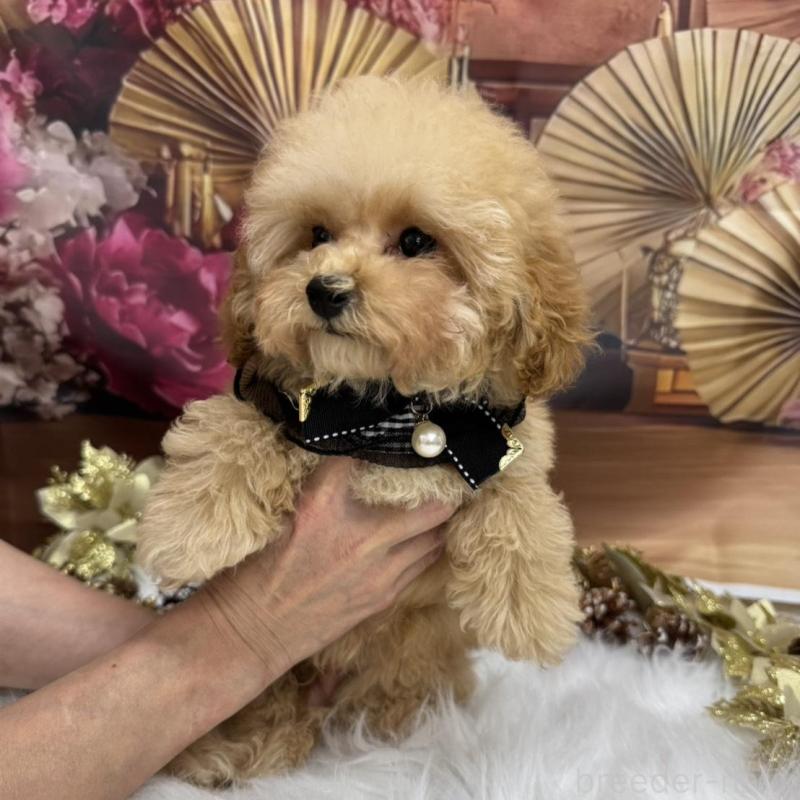 販売中の広島県のタイニープードル-422439の2枚目