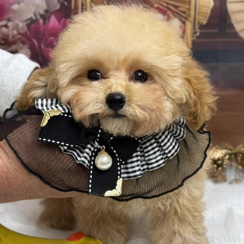 販売中の広島県のタイニープードル-422439