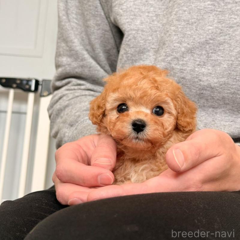 販売中の香川県のタイニープードル-437610の2枚目
