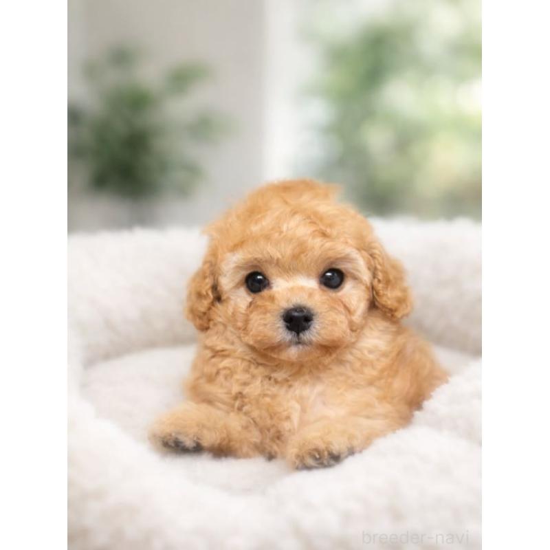 販売中の香川県のタイニープードル-437610