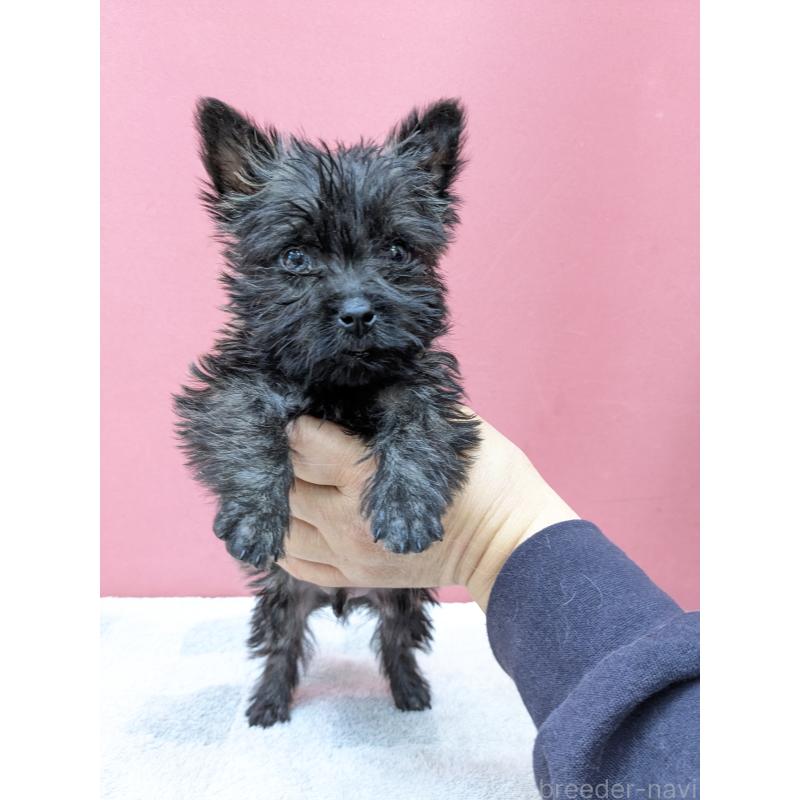 販売中の千葉県のミックス犬-437612の12枚目