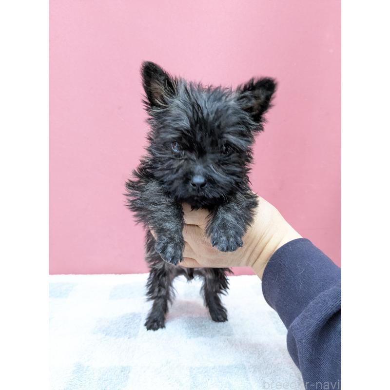 販売中の千葉県のミックス犬-437612の11枚目