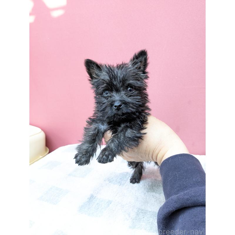 販売中の千葉県のミックス犬-437612の10枚目