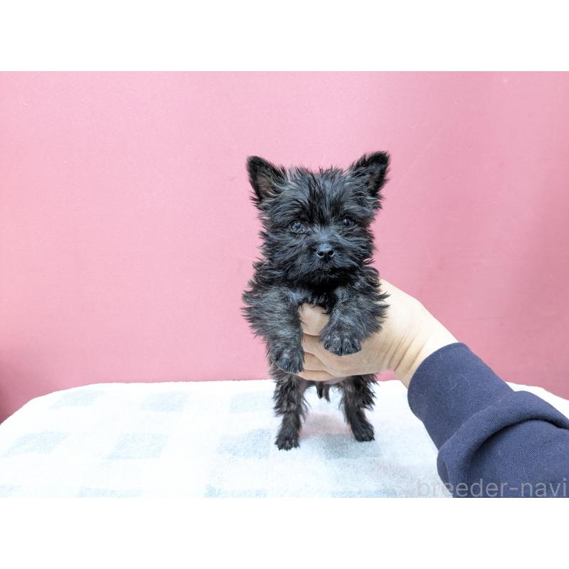 販売中の千葉県のミックス犬-437612の9枚目