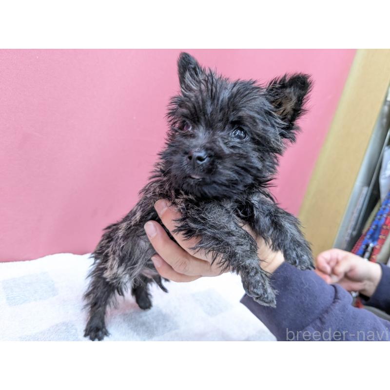 販売中の千葉県のミックス犬-437612の8枚目