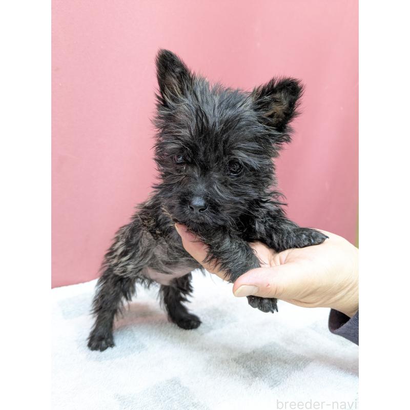 販売中の千葉県のミックス犬-437612の7枚目