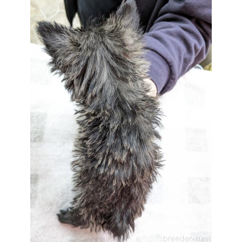 販売中の千葉県のミックス犬-437612の6枚目