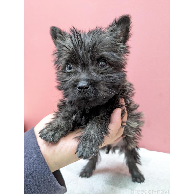 販売中の千葉県のミックス犬-437612の5枚目