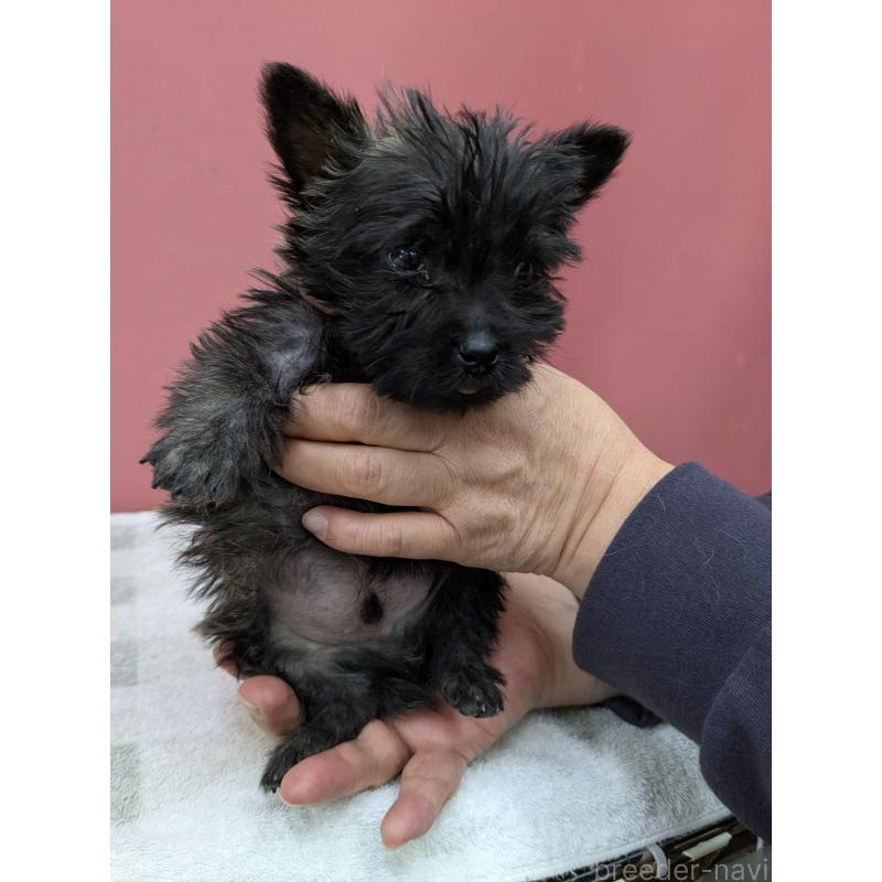 販売中の千葉県のミックス犬-437612の3枚目