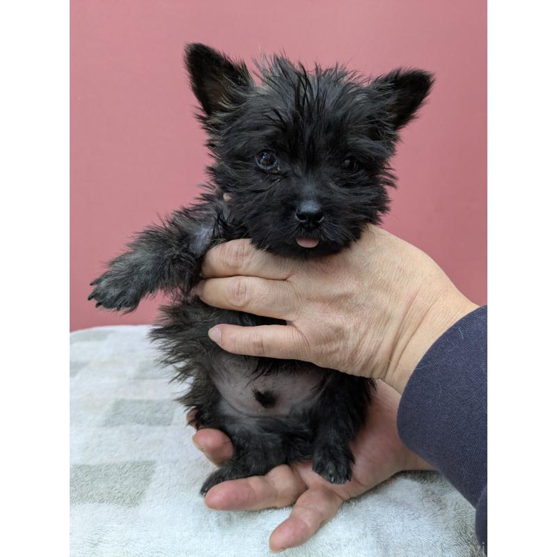 販売中の千葉県のミックス犬-437612の2枚目