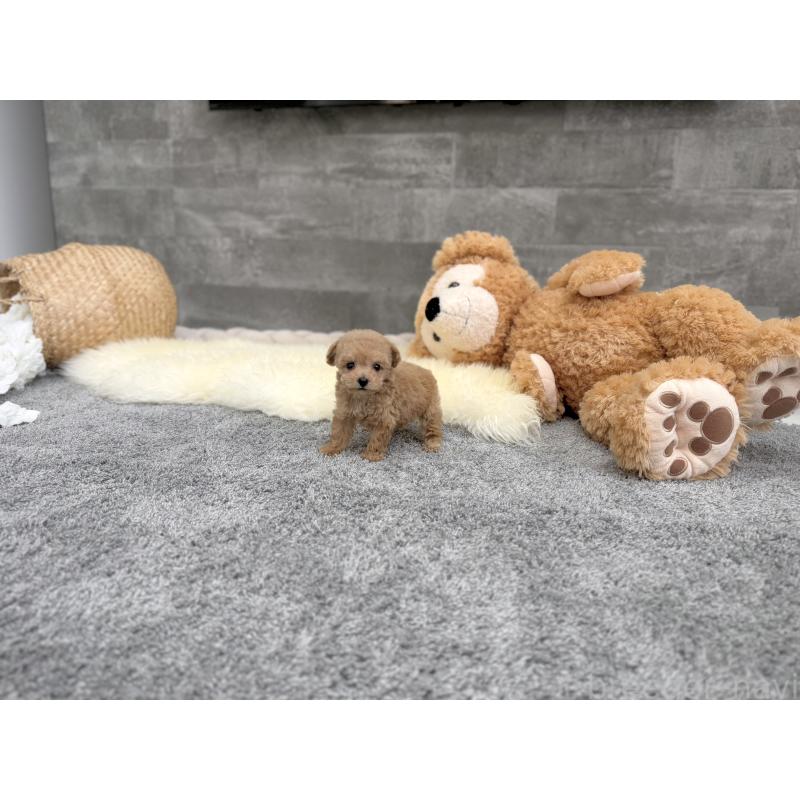 販売中の滋賀県のティーカッププードル-437611の6枚目