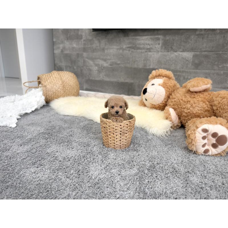 販売中の滋賀県のティーカッププードル-437611の5枚目