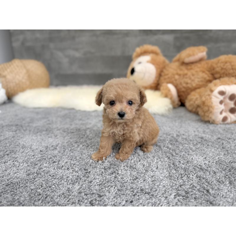 販売中の滋賀県のティーカッププードル-437611の4枚目