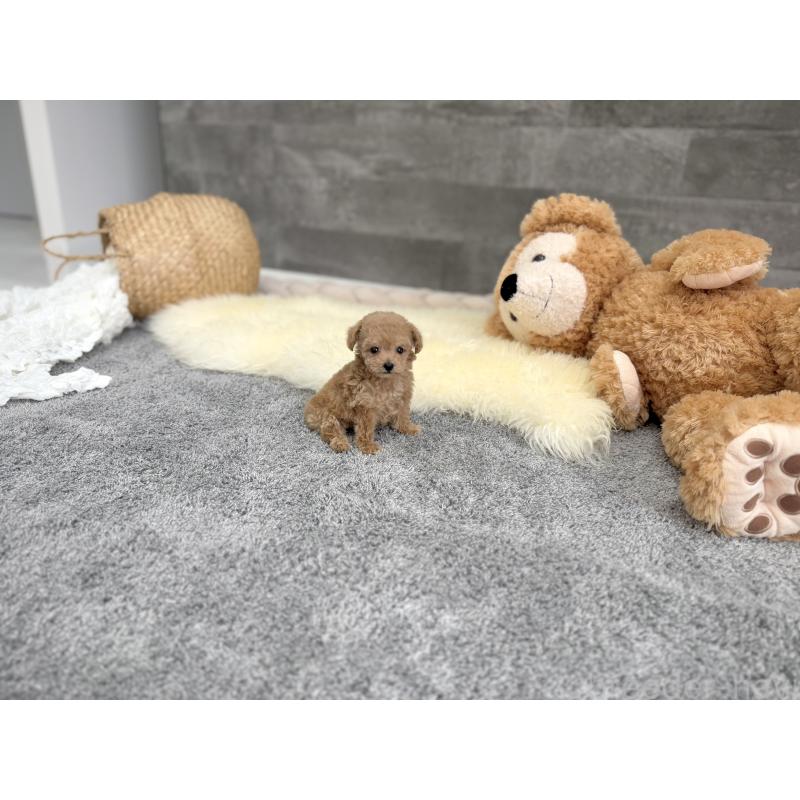 販売中の滋賀県のティーカッププードル-437611の3枚目