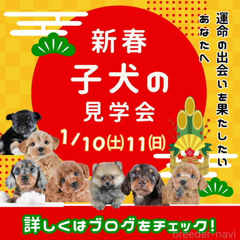販売中の茨城県のトイプードル-437613の10枚目