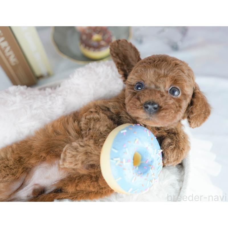 販売中の茨城県のトイプードル-437613の7枚目