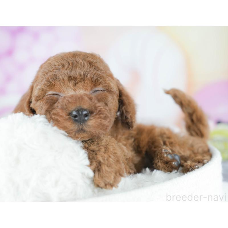 販売中の茨城県のトイプードル-437613の6枚目